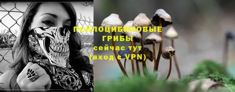 Псилоцибиновые грибы Psilocybe  omg   Лобня 